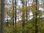 Dekorpaneel Winterwald Holz
